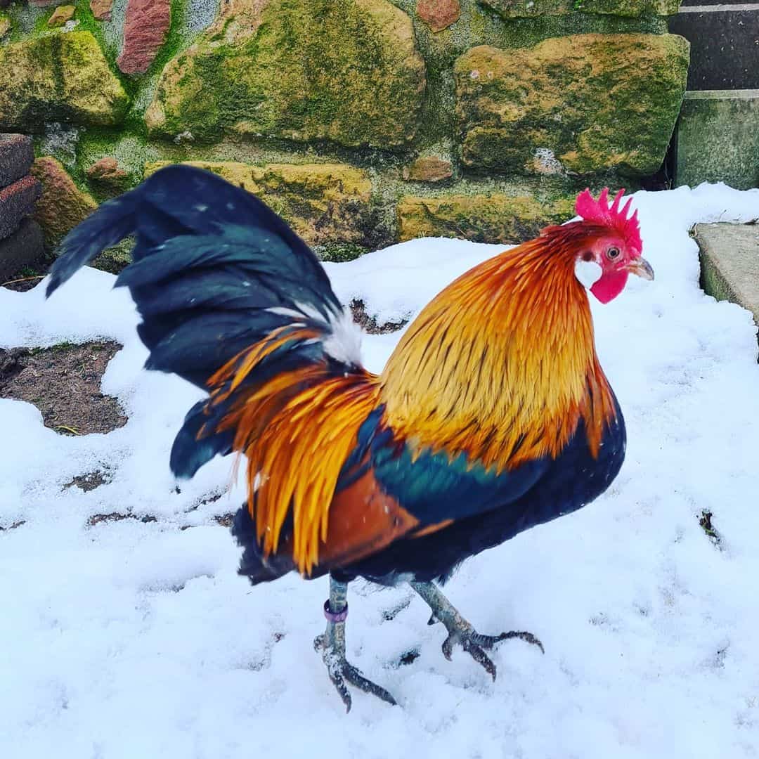 Gallina holandesa