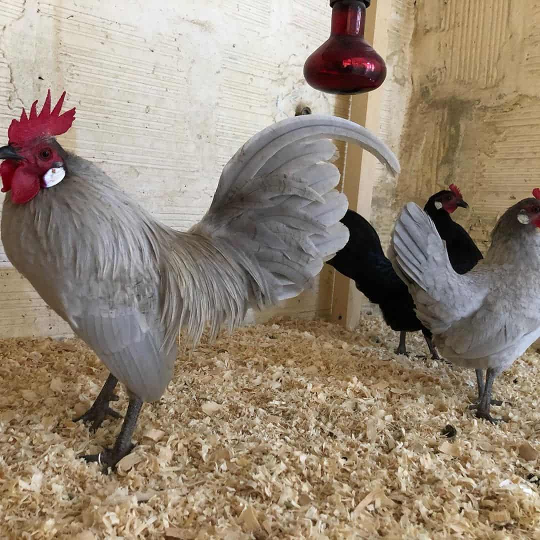 Gallo holandés marrón claro