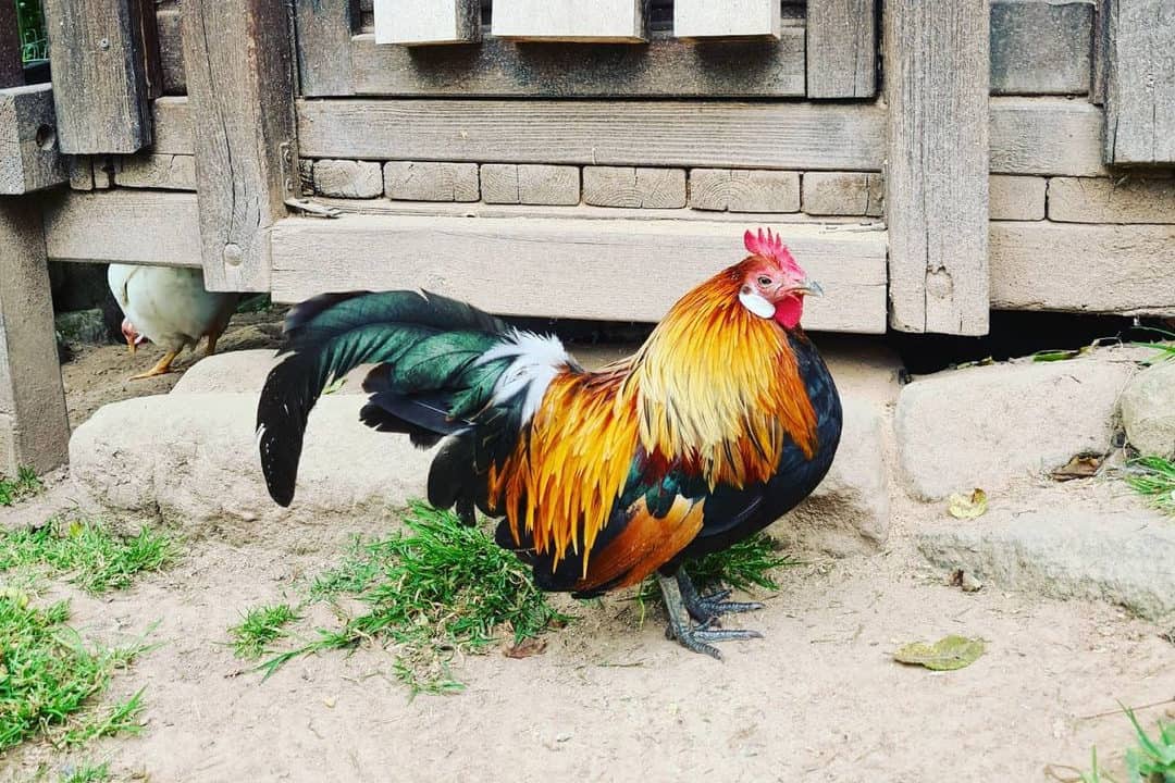 gallos holandeses azules