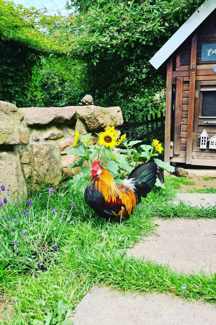 pollos gallo holandeses