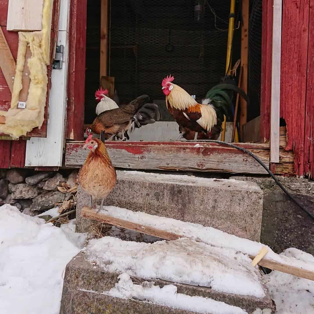 pollos holandeses