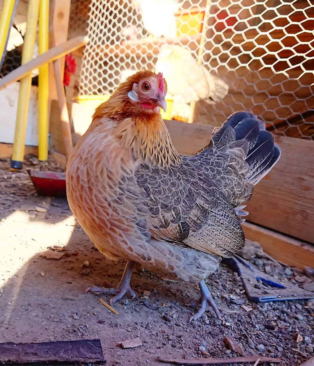 colores gallo holandés