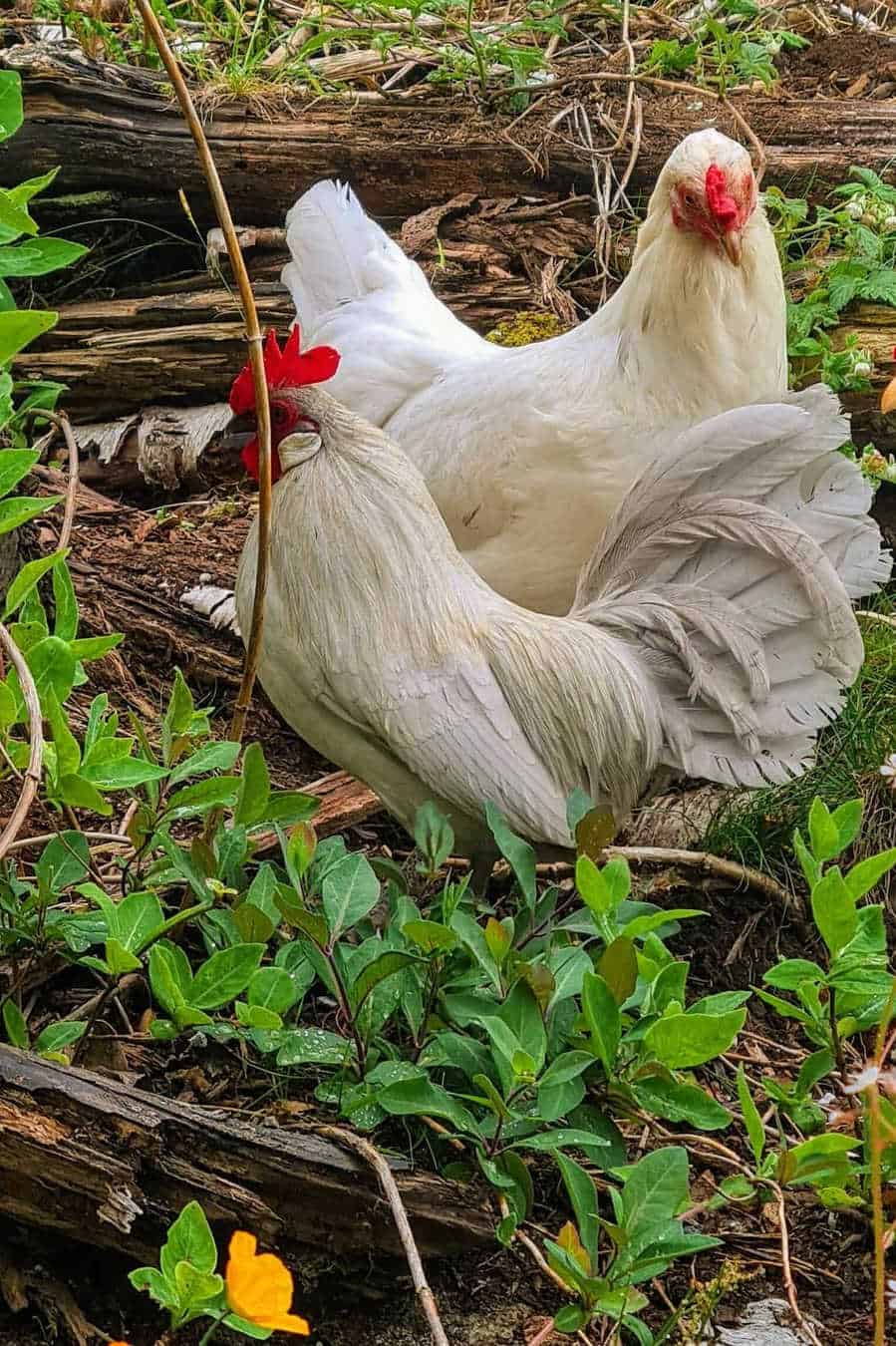 gallo gallo holandés