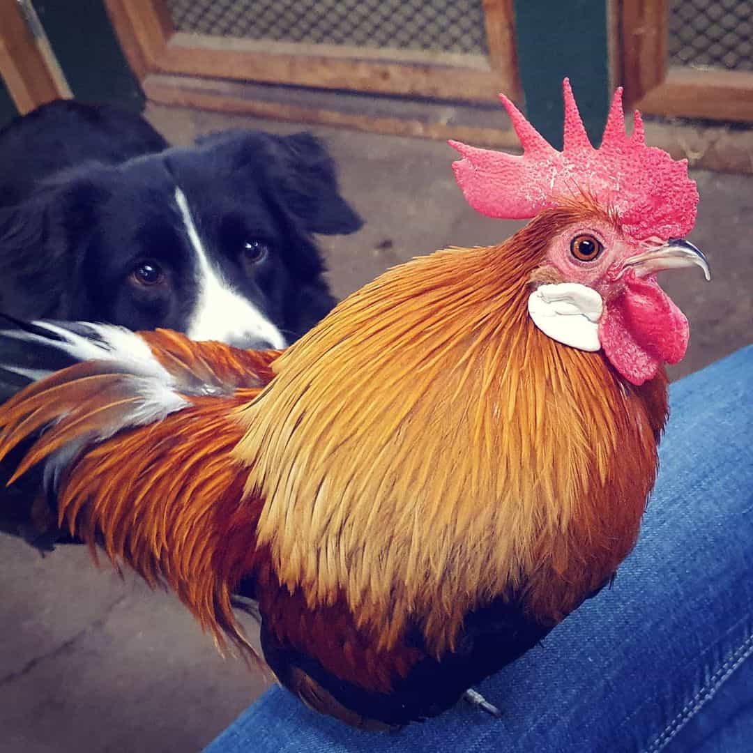 criadores de gallos holandeses