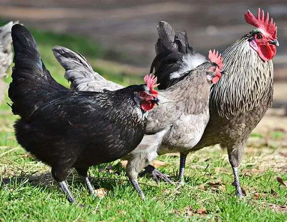 huevos de gallina verde