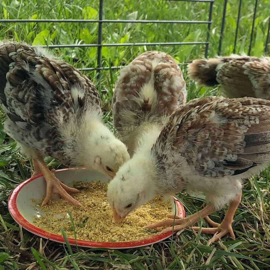 venta de gallinas cubanaya
