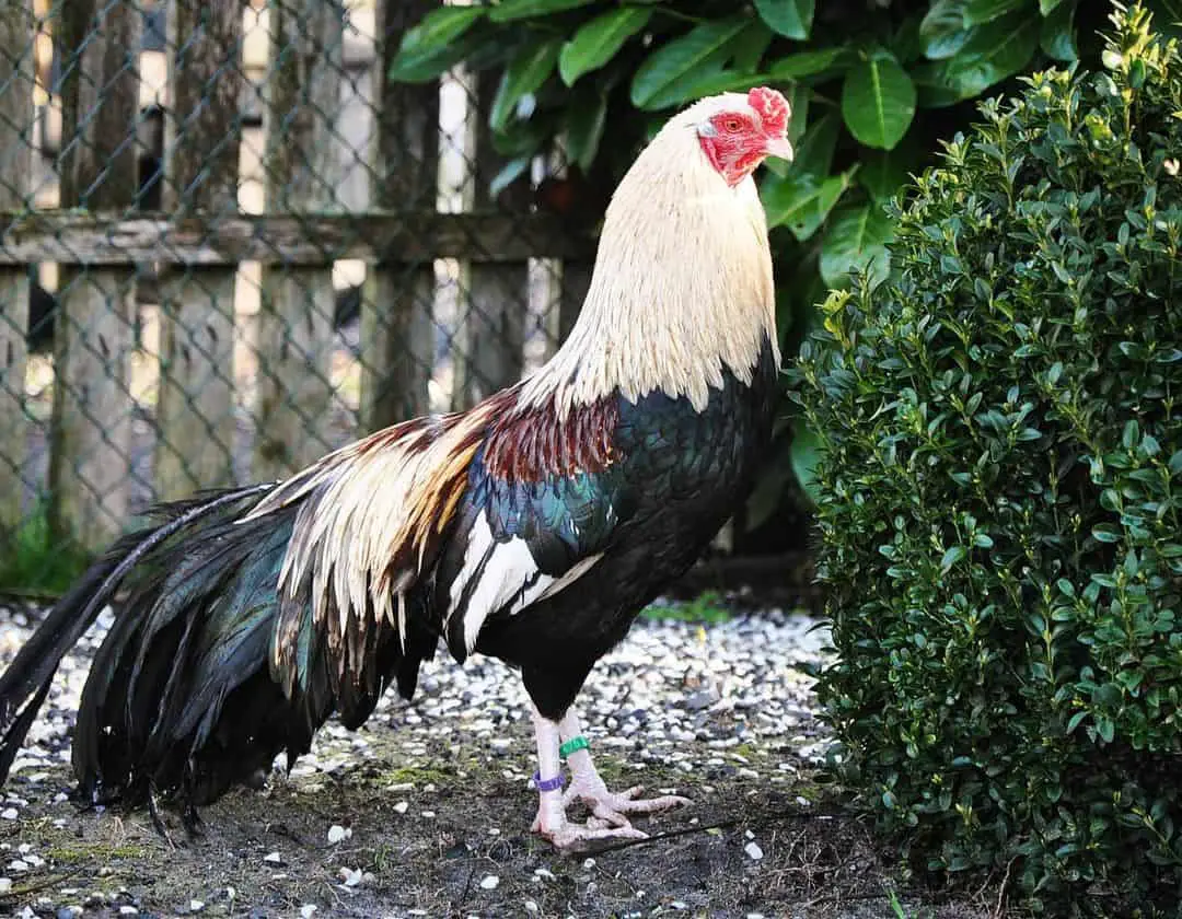 gallina de caza cubana