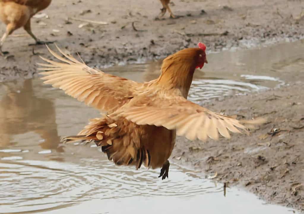 ¿Hasta dónde puede volar un pollo?