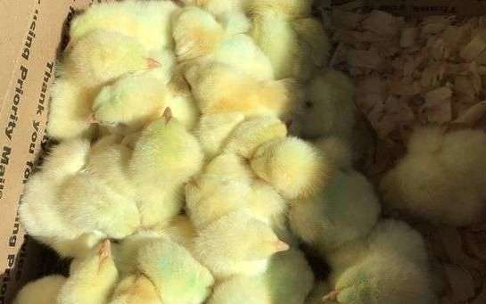 mejores criaderos en Maine