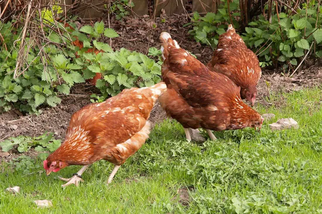 las gallinas pueden comer chocolate