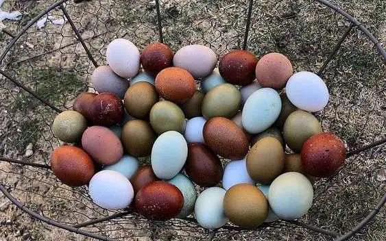 ¿Qué gallina pone huevos morados?