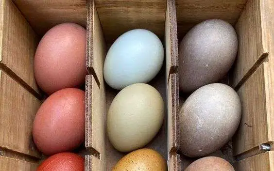 ¿Qué gallina pone huevos morados?