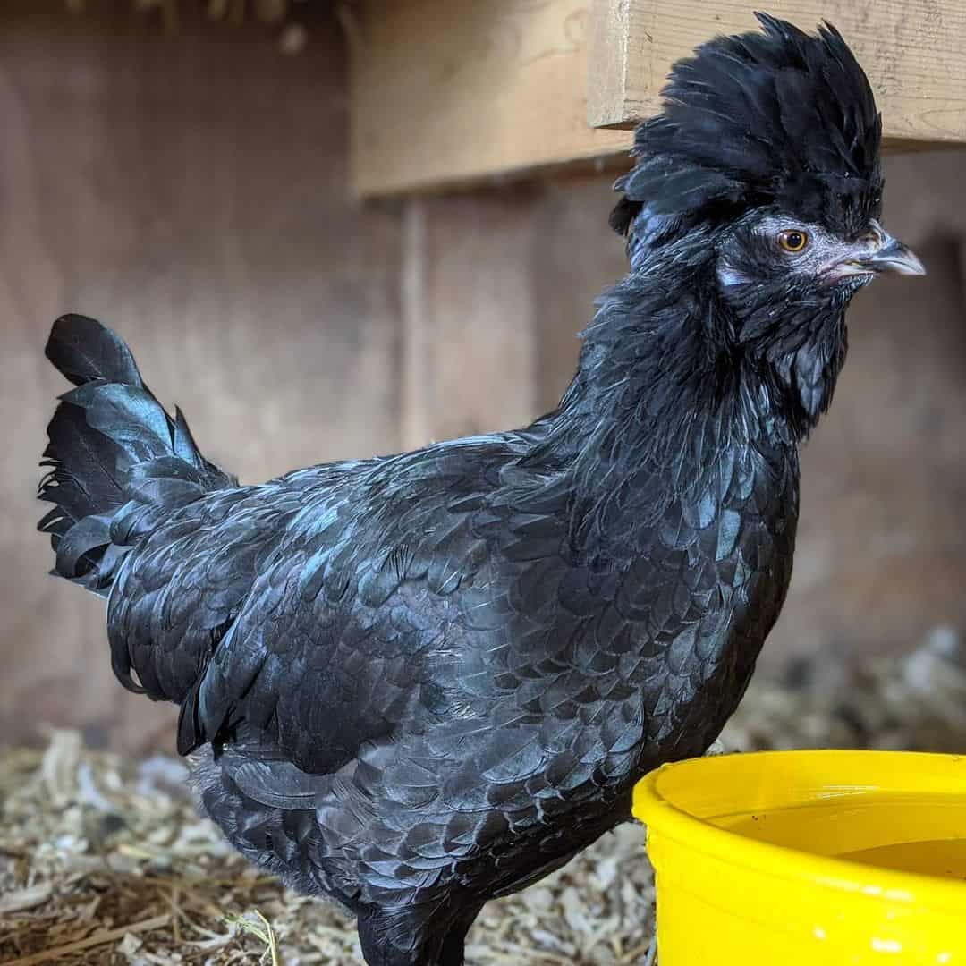 pollos crevecoeur