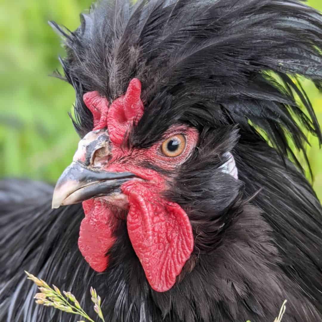 gallina crevecoeur