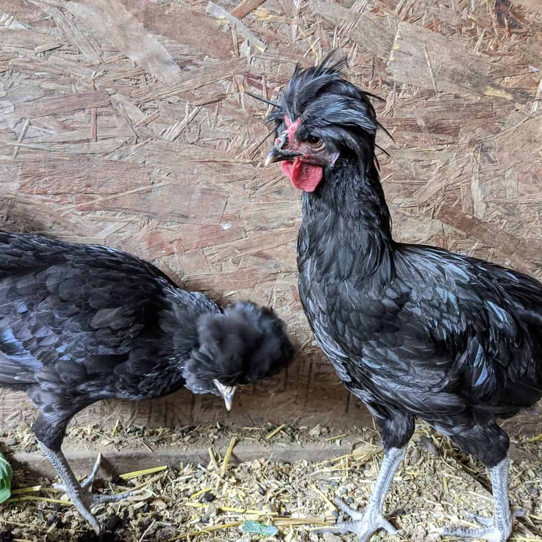 pollitos crevecoeur