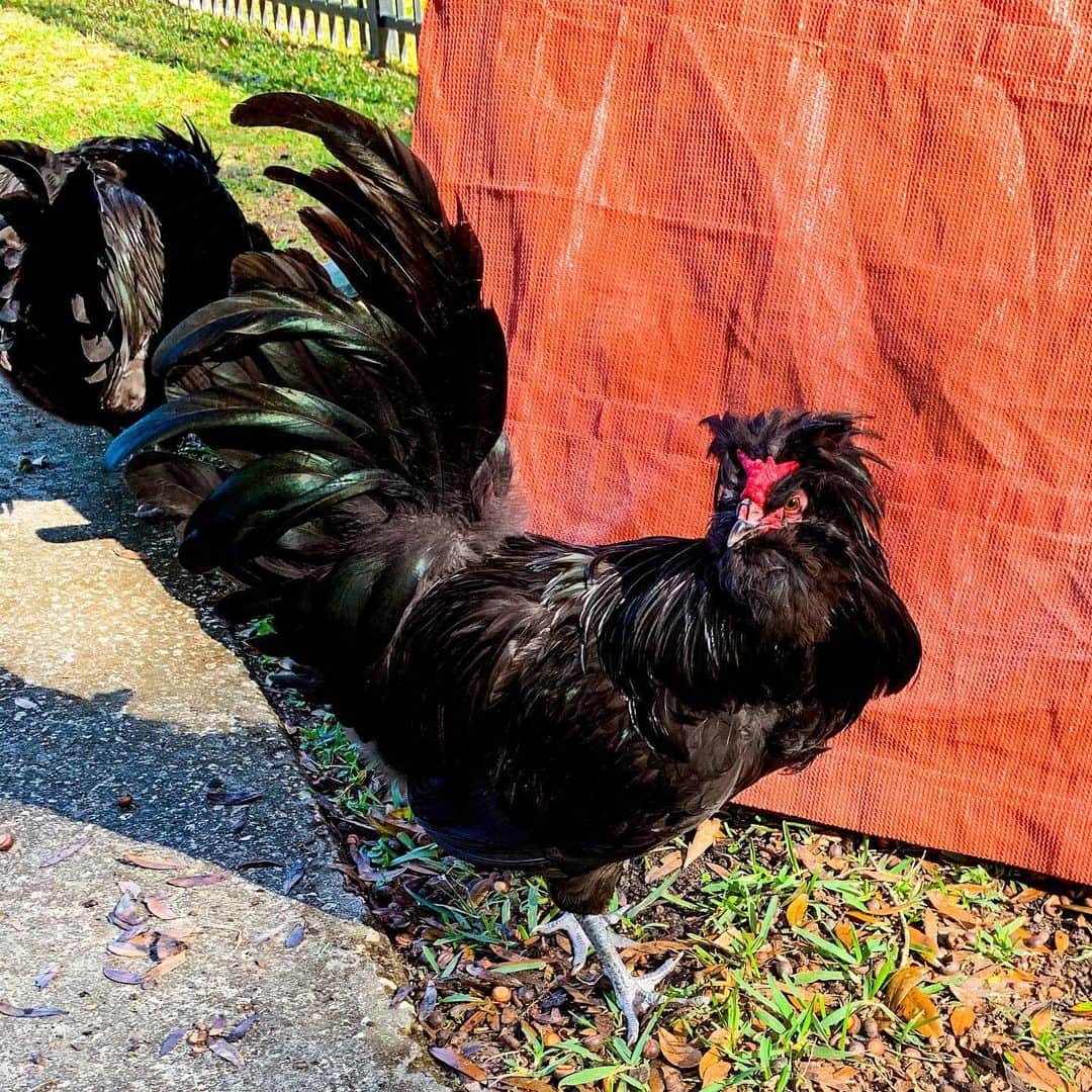 venta de pollo crevecoeur