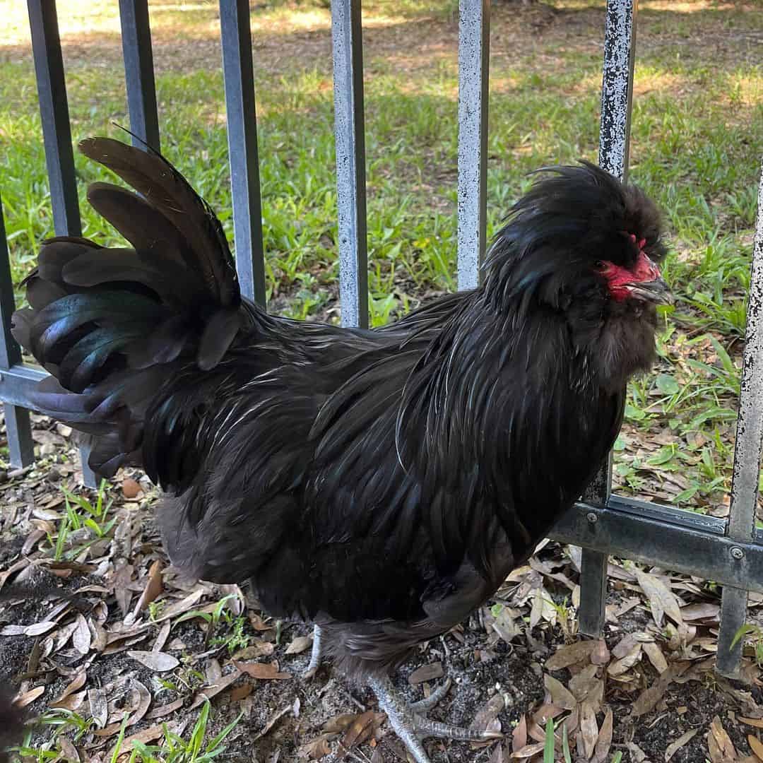 crevecoeurs de pollo