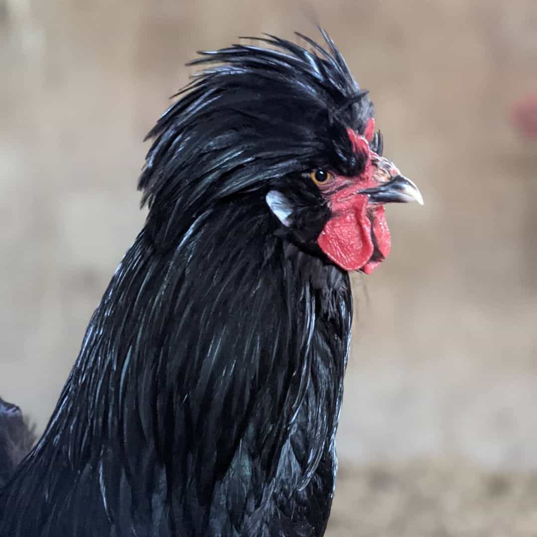 ¿Cómo es una gallina francesa?