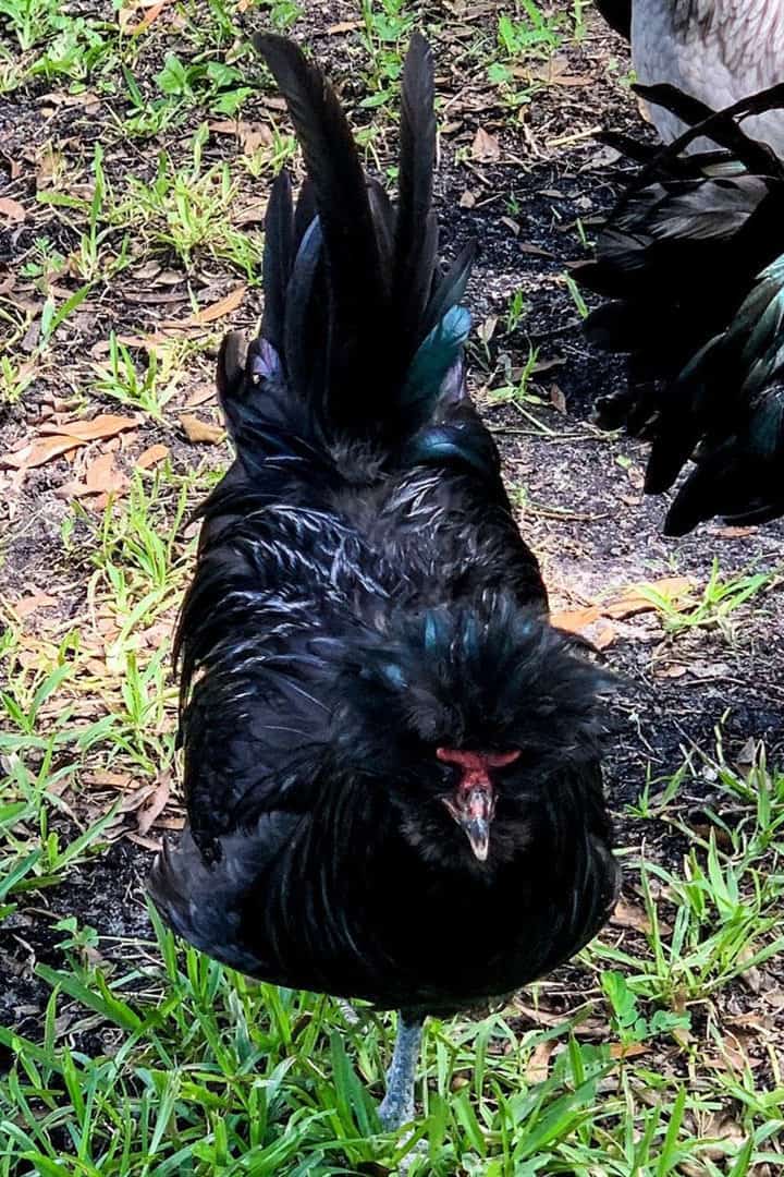 razas de gallinas francesas