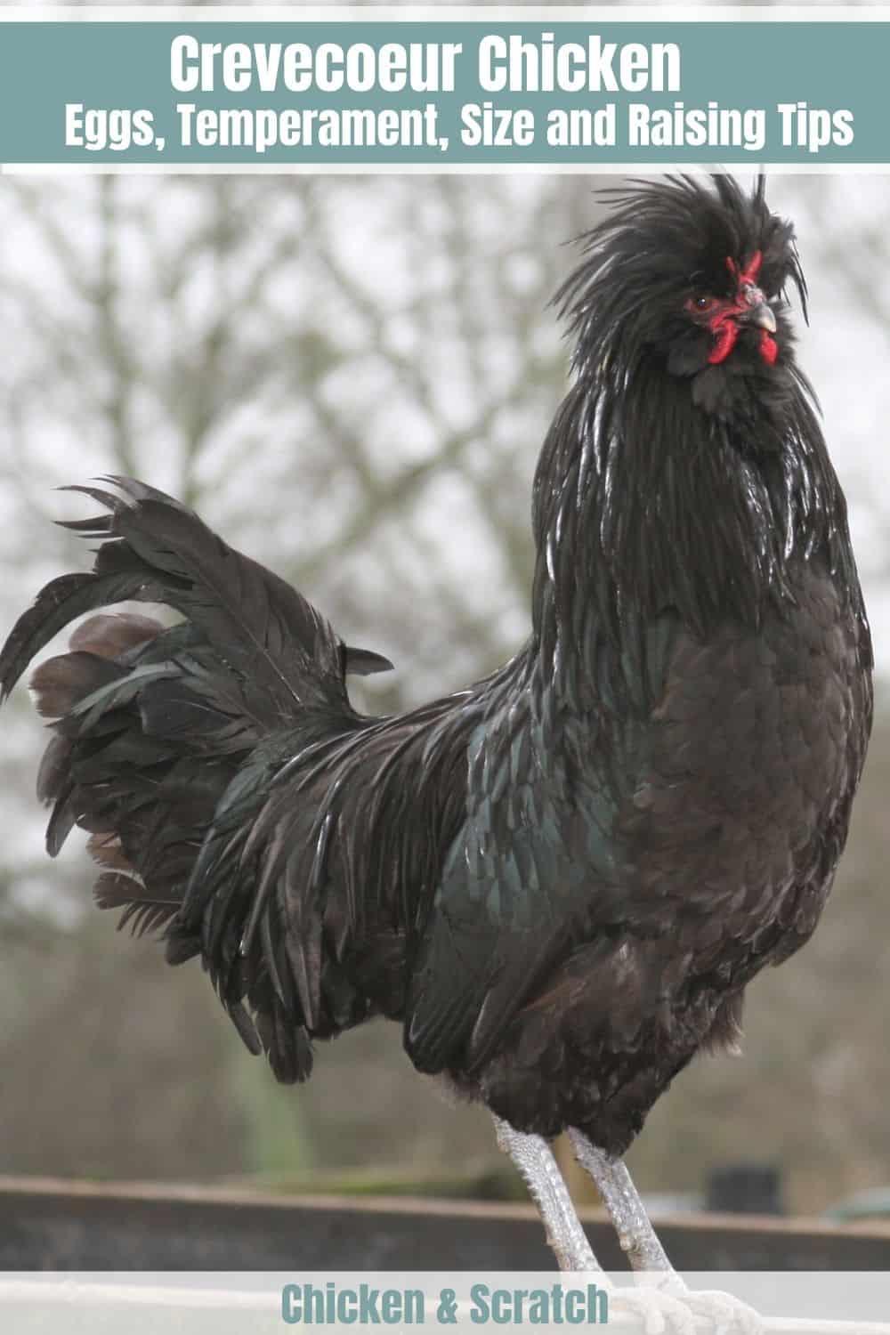 pollo crevecoeur