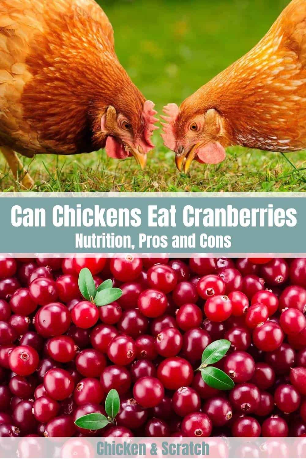 ¿Pueden las gallinas comer arándanos secos?