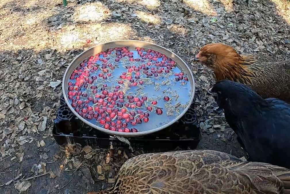 ¿las gallinas pueden comer arándanos?