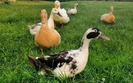 ¿Pueden las gallinas y los patos vivir juntos?