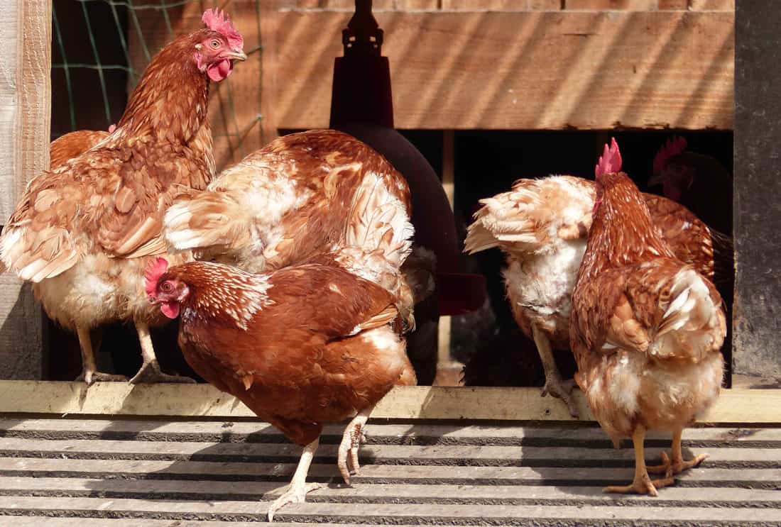 Qué olores odian y evitan los pollos