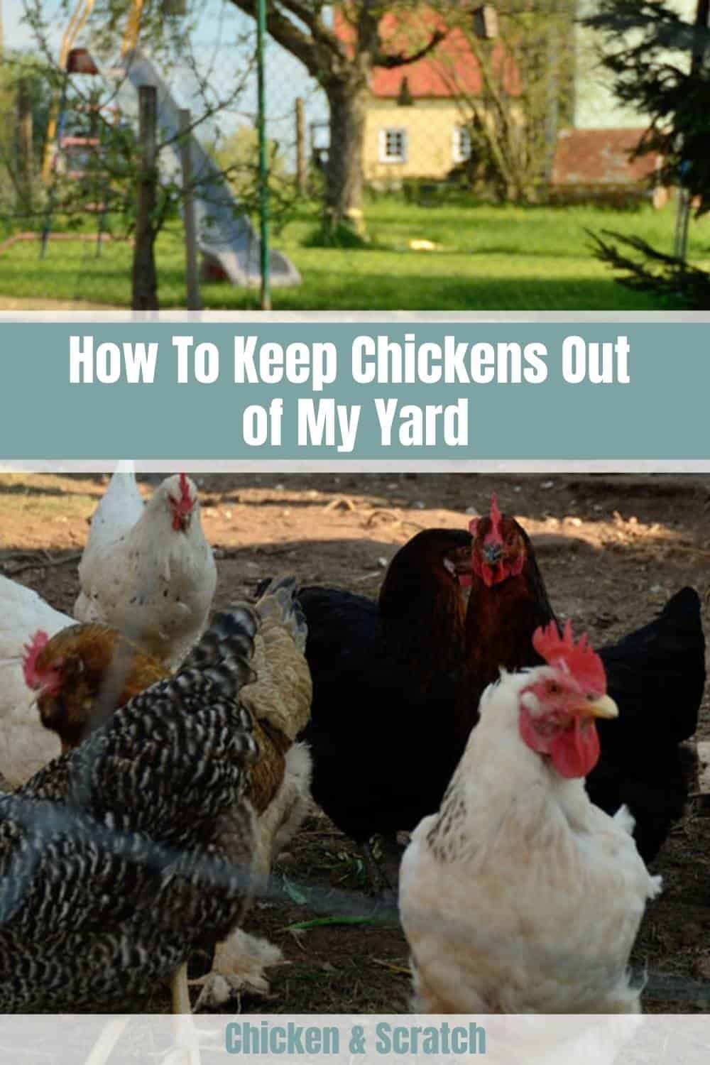 Mantenga a los pollos fuera de mi jardín