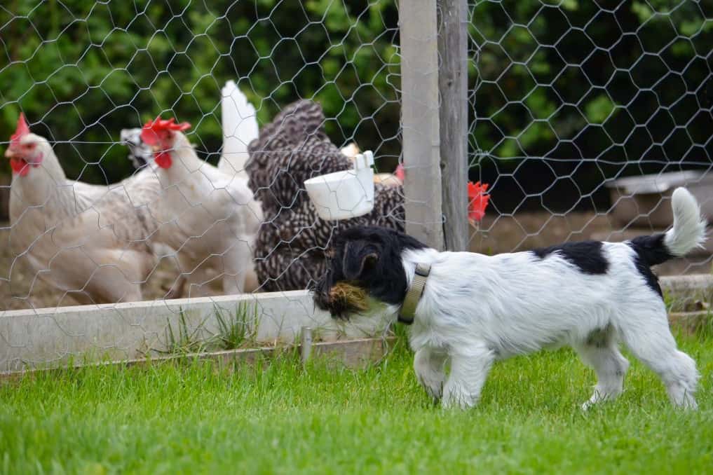 Adoptar mascotas para protegerse de los pollos