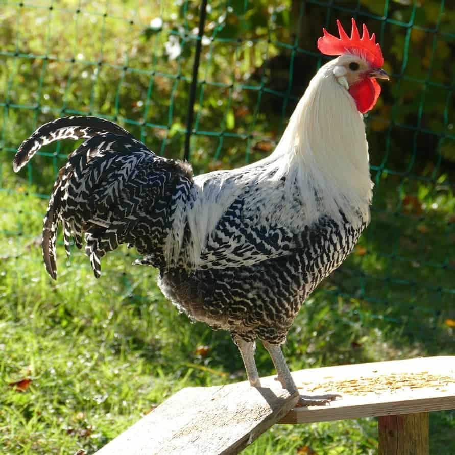 pollo campine de plata