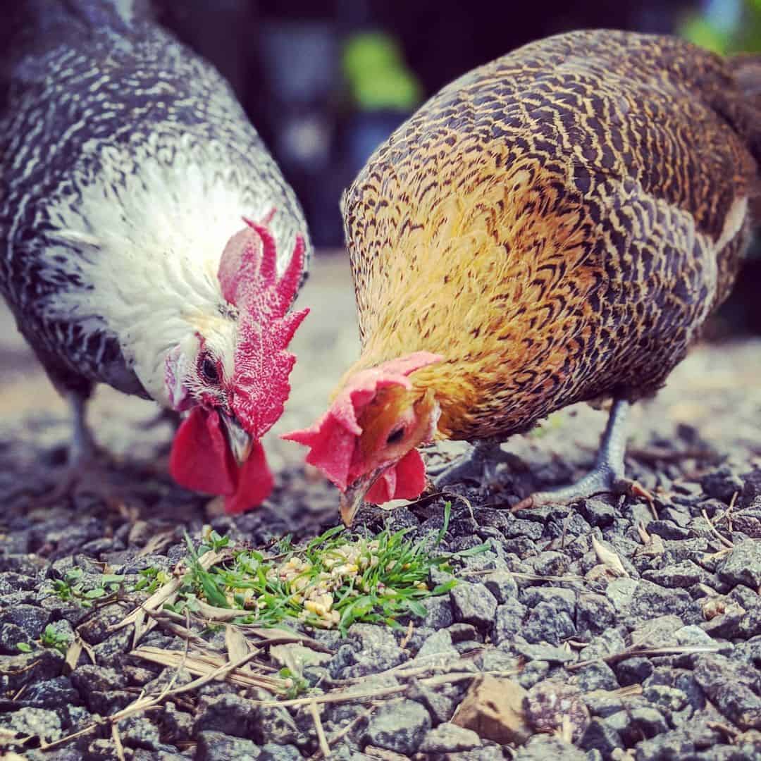 pollos campinos