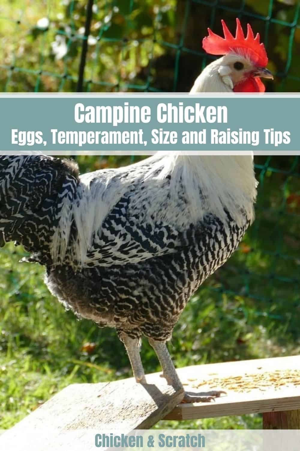 campiña (pollo)