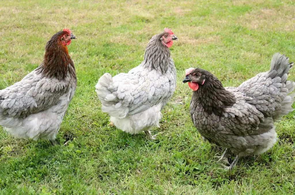 cual es la diferencia entre un pollo y una gallina