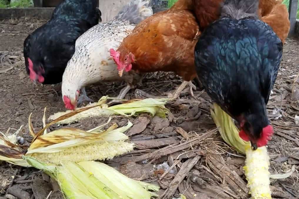 ¿Pueden los pollos comer hojas de maíz?