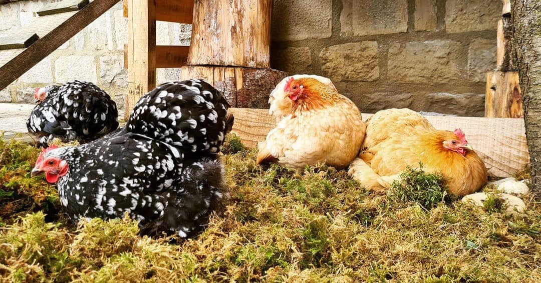 pollos pequineses