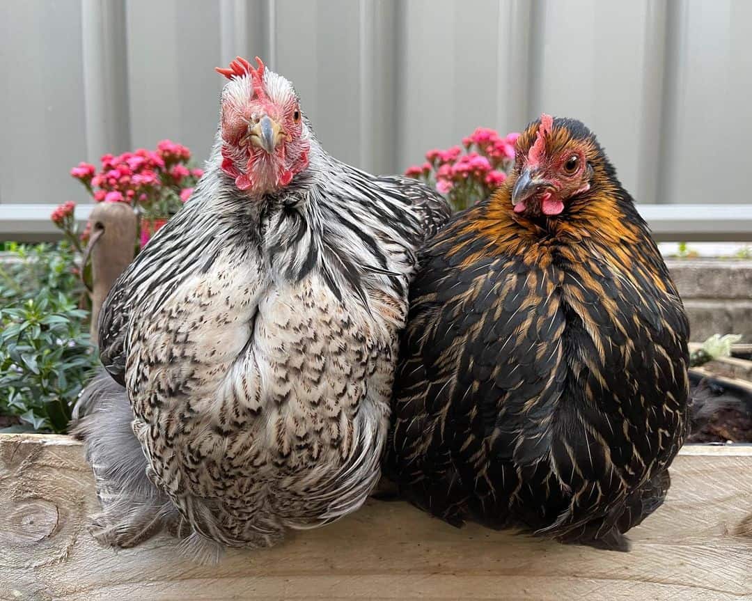 gallina pekin