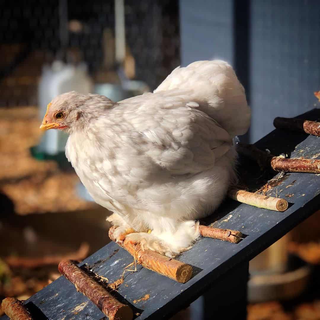 pollos pekineses