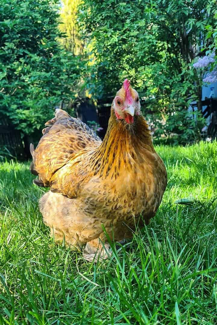 sin mirar a escondidas el pollo a la pequinesa