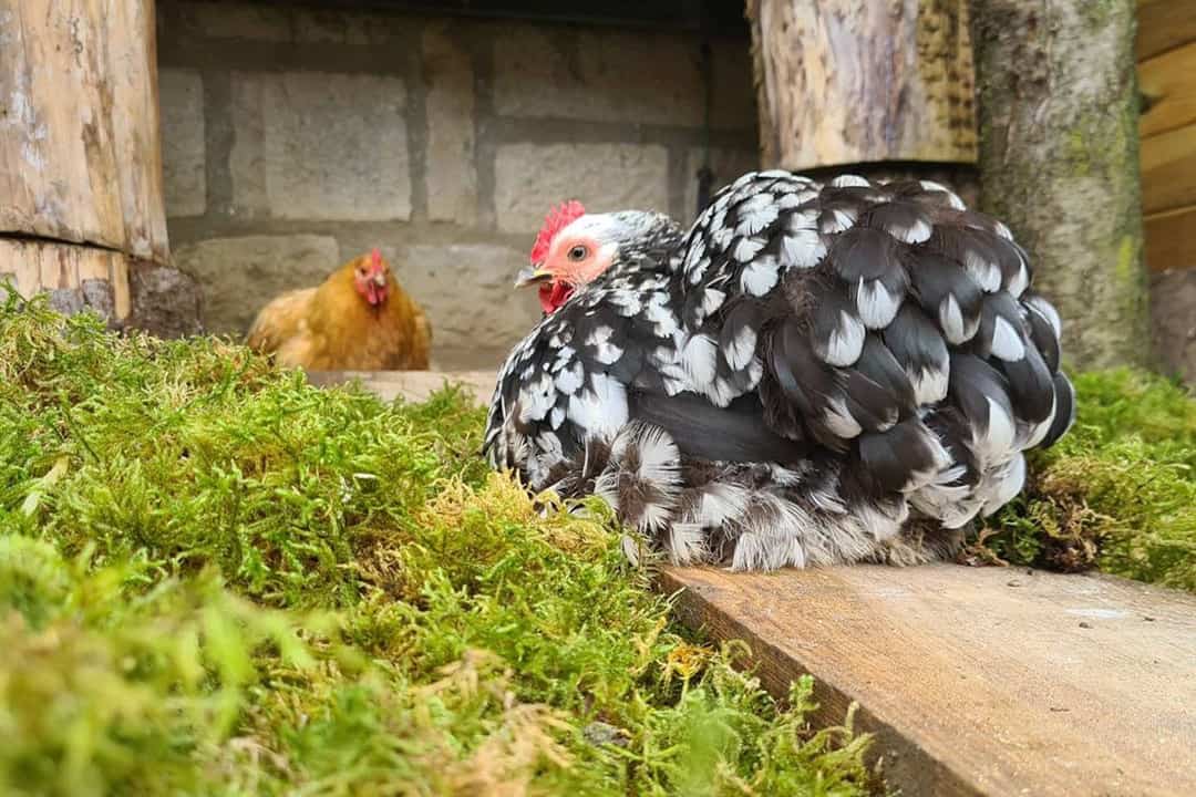 pollo perkins