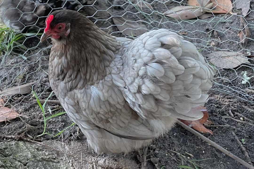 Vendo gallinas pekin bantam