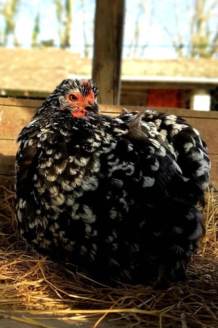 pekin de pollo
