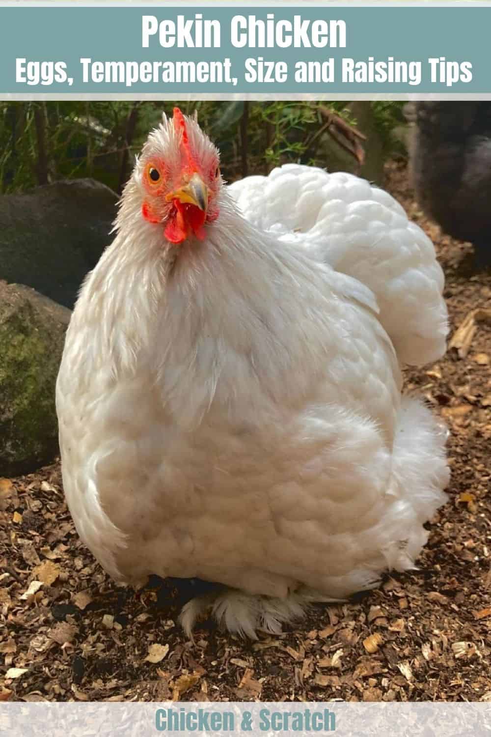 gallos de pekin