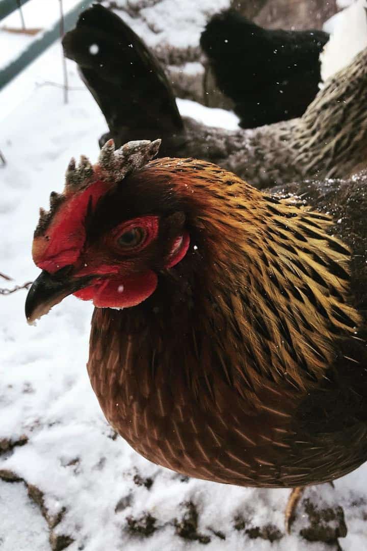 ¿Qué tan frío pueden estar los pollos afuera?