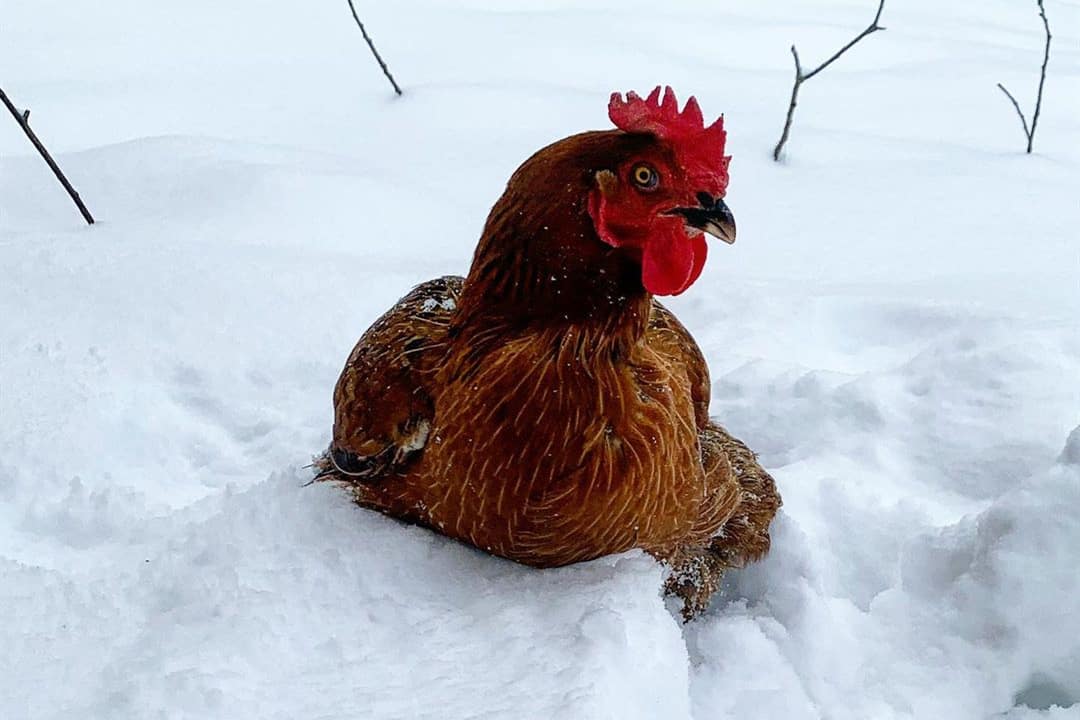 ¿Qué temperatura es demasiado fría para los pollos?