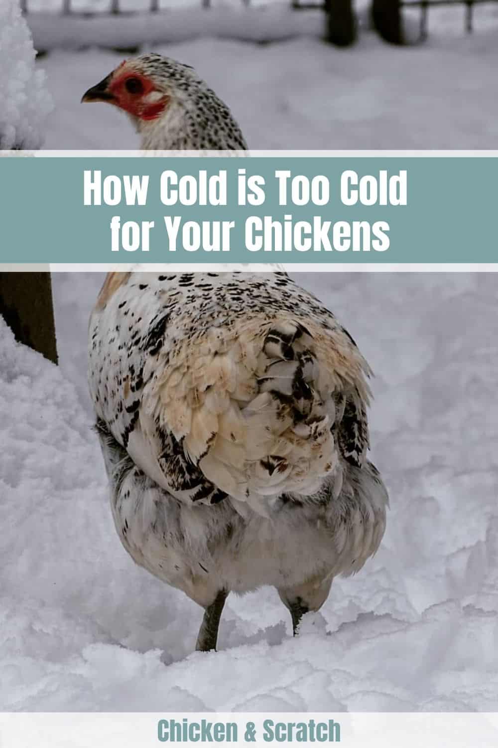 pollos en clima frio