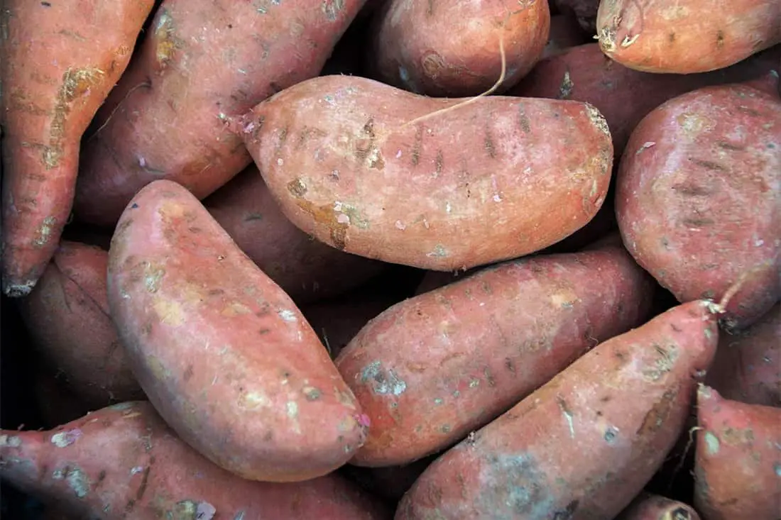 ¿Pueden los pollos comer cáscaras de camote?