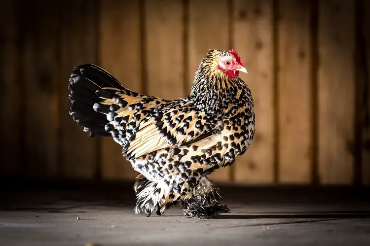 Gallo de Cochin