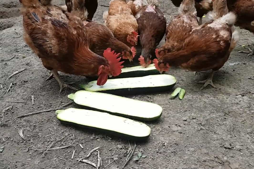 las gallinas pueden comer calabacines