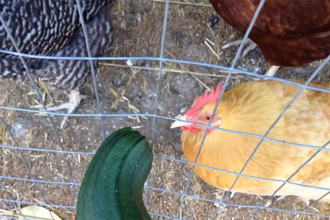 Cómo alimentar a tus pollos con un calabacín
